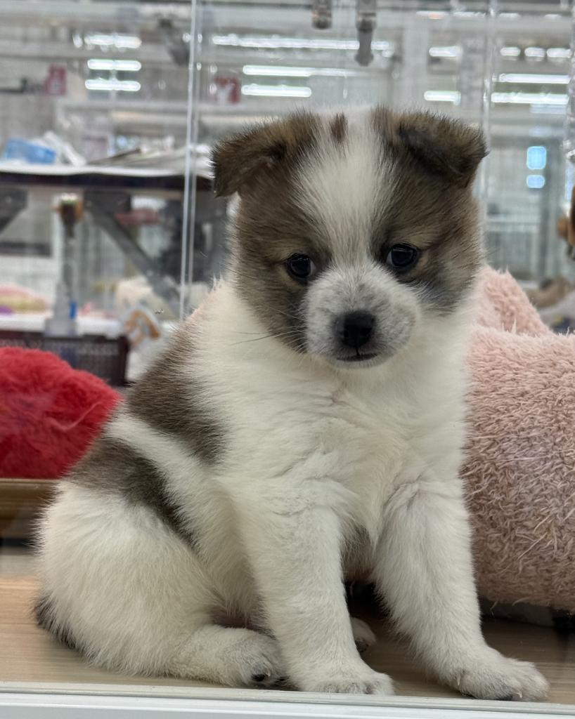 北海道のハーフ犬・ミックス犬 (ジャパンペッツトレーディング釧路店/2025年11月23日生まれ/男の子/レッドホワイト)の子犬