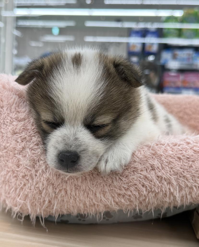 北海道のハーフ犬・ミックス犬 (ジャパンペッツトレーディング釧路店/2025年11月23日生まれ/男の子/レッドホワイト)の子犬の2枚目の画像