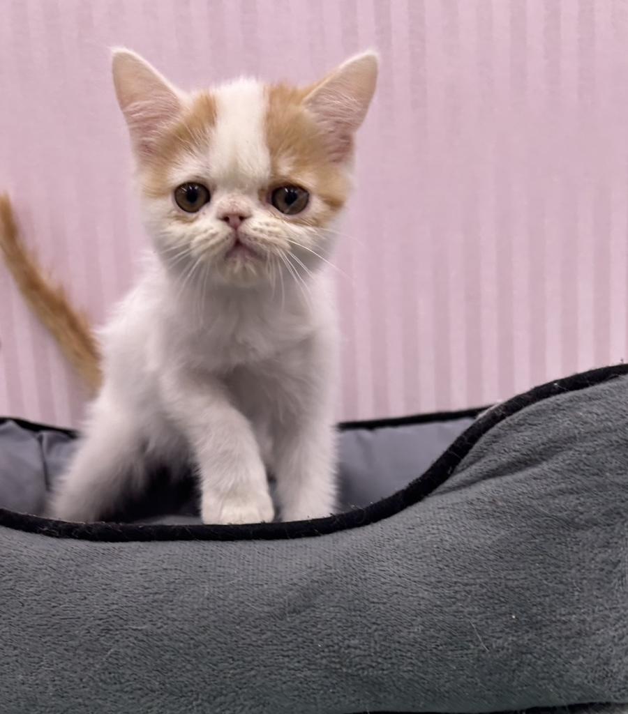 埼玉県のエキゾチック (OneBuddy南越谷店/2025年11月18日生まれ/男の子/レッドタビーホワイト)の子猫