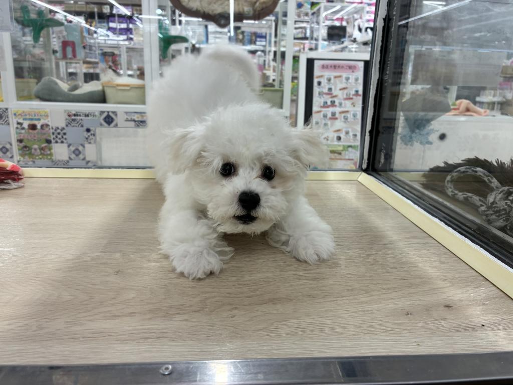 北海道のビションフリーゼ (ジャパンペッツトレーディング新発寒店/2025年12月28日生まれ/男の子/ホワイト)の子犬の2枚目の画像