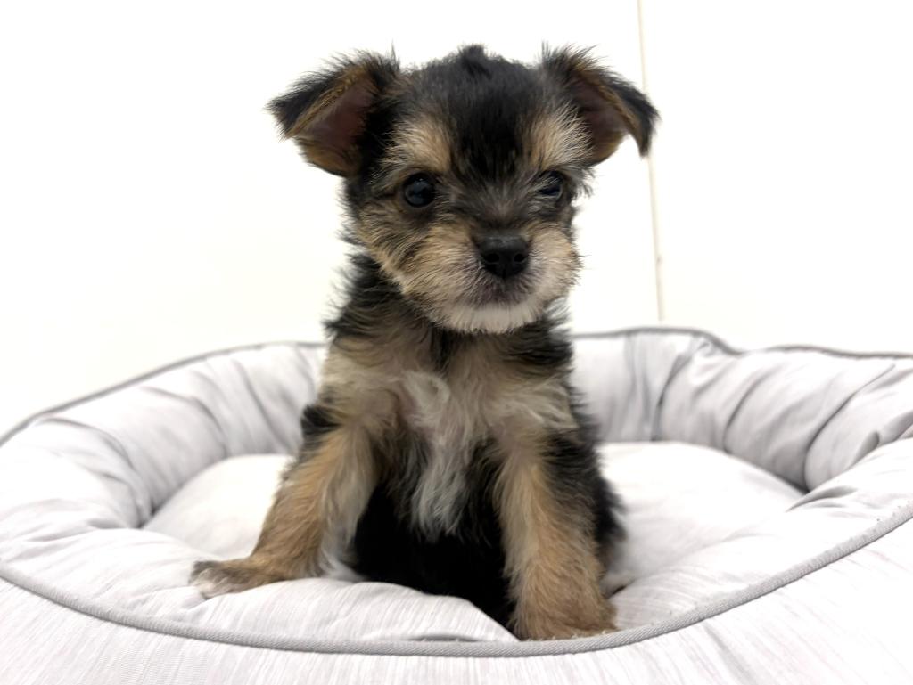 栃木県のハーフ犬・ミックス犬 (ペッツワン足利大月店/2025年11月20日生まれ/男の子/その他色)の子犬の2枚目の画像