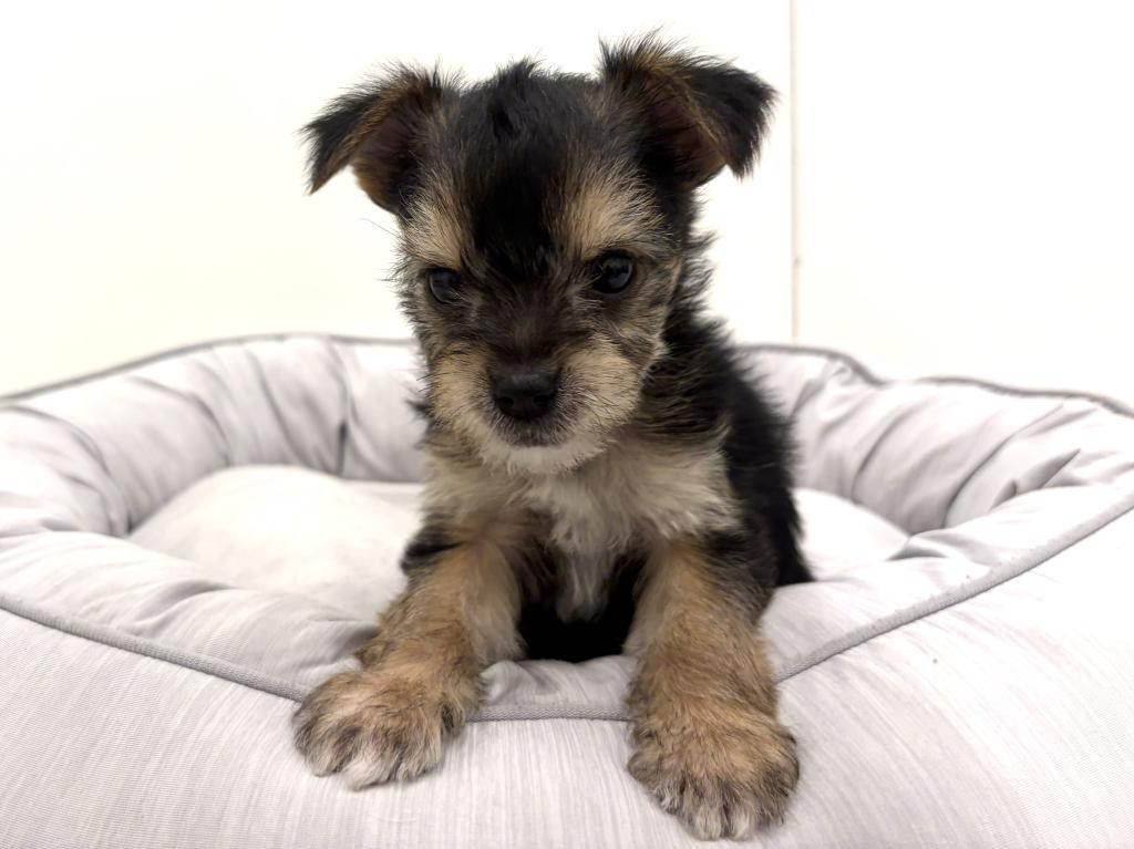 栃木県のハーフ犬・ミックス犬 (ペッツワン足利大月店/2025年11月20日生まれ/男の子/その他色)の子犬の3枚目の画像