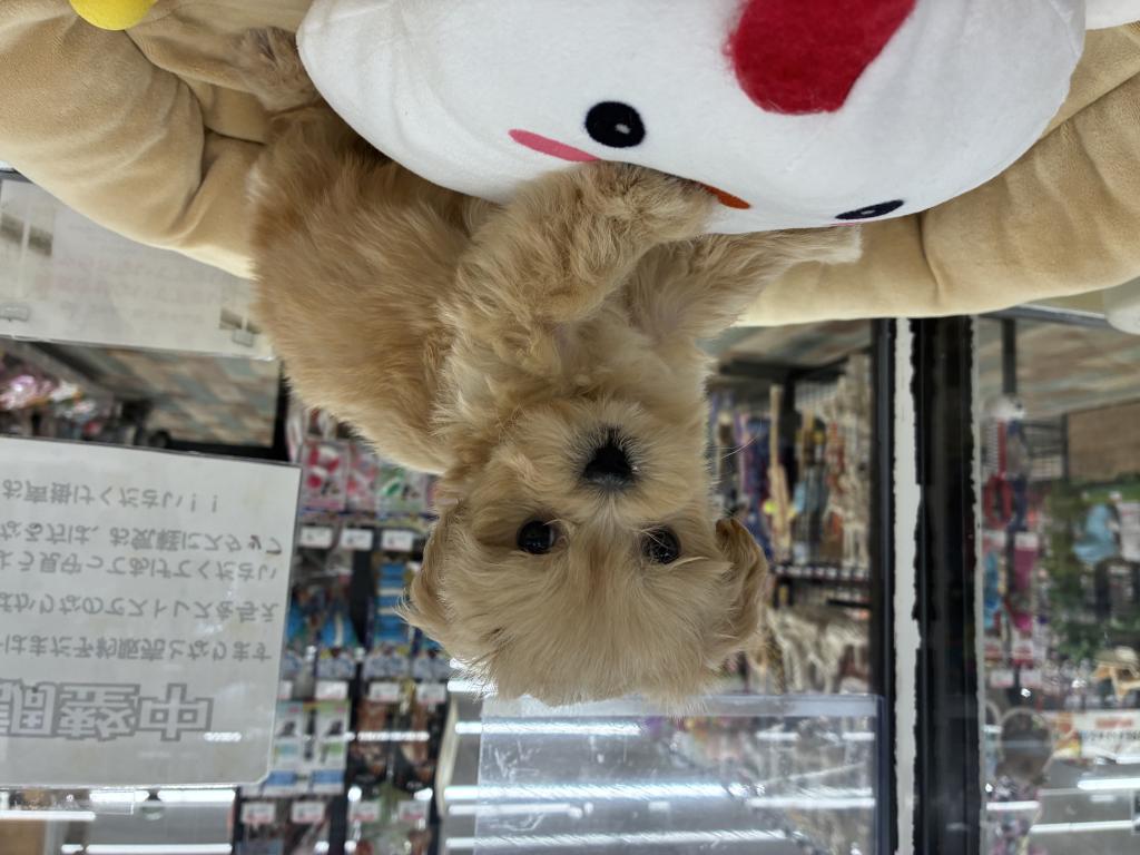 北海道のハーフ犬・ミックス犬 (ジャパンペッツトレーディング新発寒店/2025年11月23日生まれ/男の子/その他色)の子犬