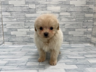 埼玉県のハーフ犬・ミックス犬 (ニコペットセレクトOneBuddy蕨錦町店/2025年11月23日生まれ/女の子/アプリコット)の子犬