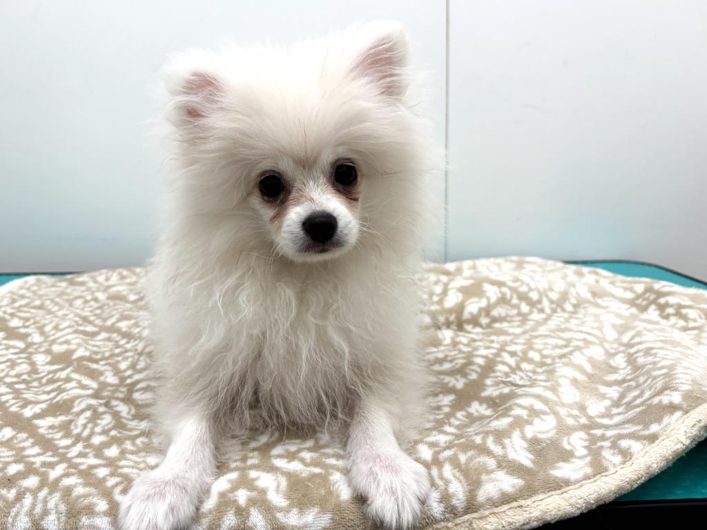 栃木県のポメラニアン (ペッツワン宇都宮平出店/2025年7月25日生まれ/男の子/ホワイト)の子犬の1枚目の画像