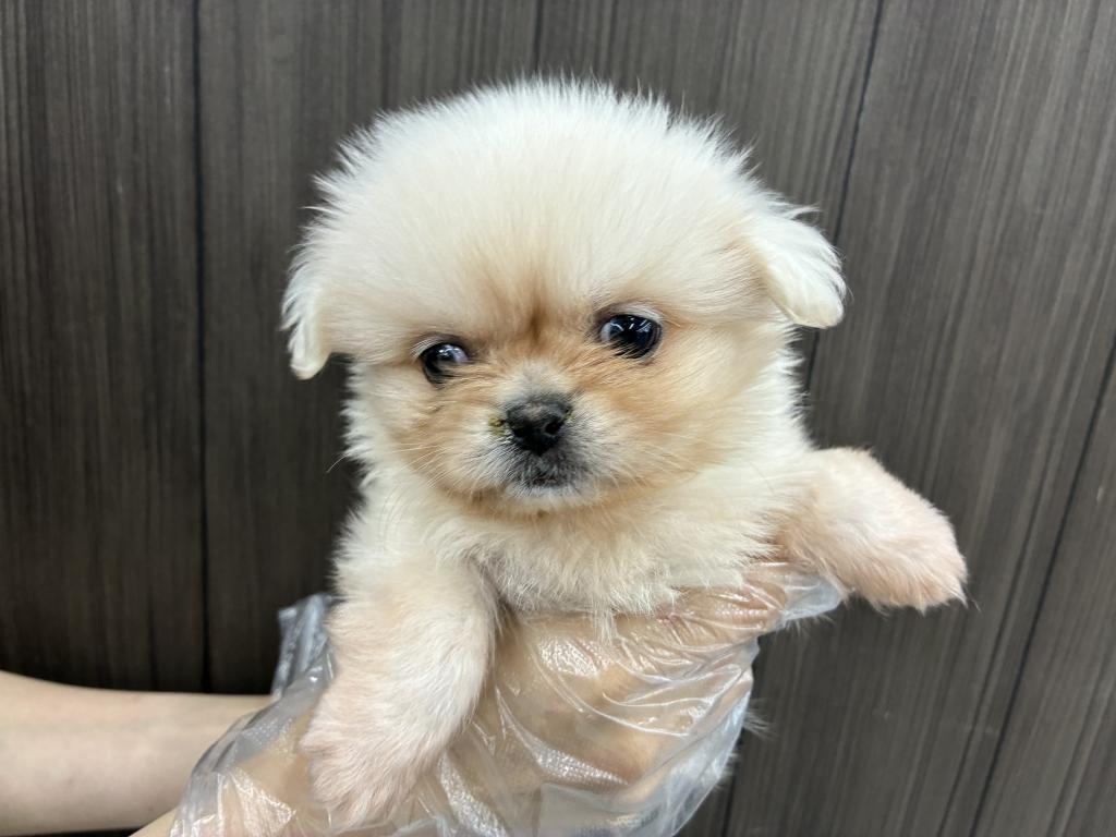 北海道のペキポメ/ポメペキ(ペキニーズ×ポメラニアン) (ジャパンペッツトレーディング帯広店/2025年9月21日生まれ/男の子/ホワイト)の子犬の1枚目の画像