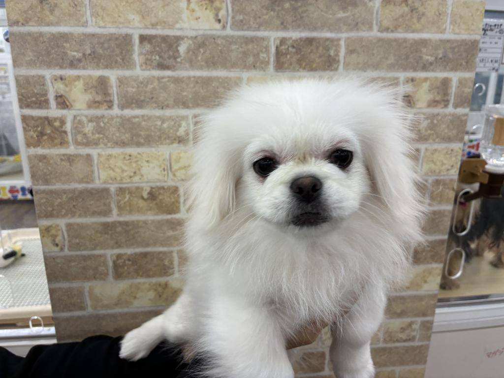 北海道のペキポメ/ポメペキ(ペキニーズ×ポメラニアン) (ジャパンペッツトレーディング帯広店/2025年9月21日生まれ/男の子/ホワイト)の子犬の2枚目の画像