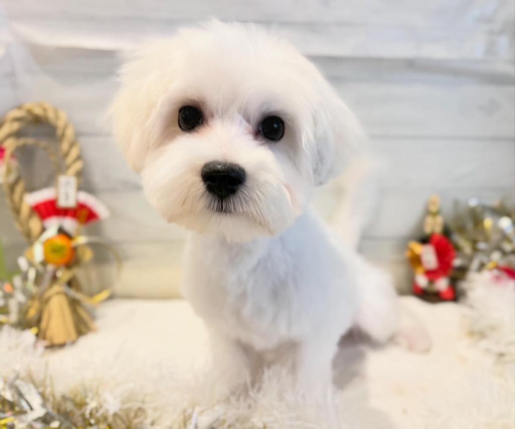 茨城県のマルチーズ (ペッツワン石岡玉里店/2025年8月9日生まれ/男の子/ホワイト)の子犬の3枚目の画像