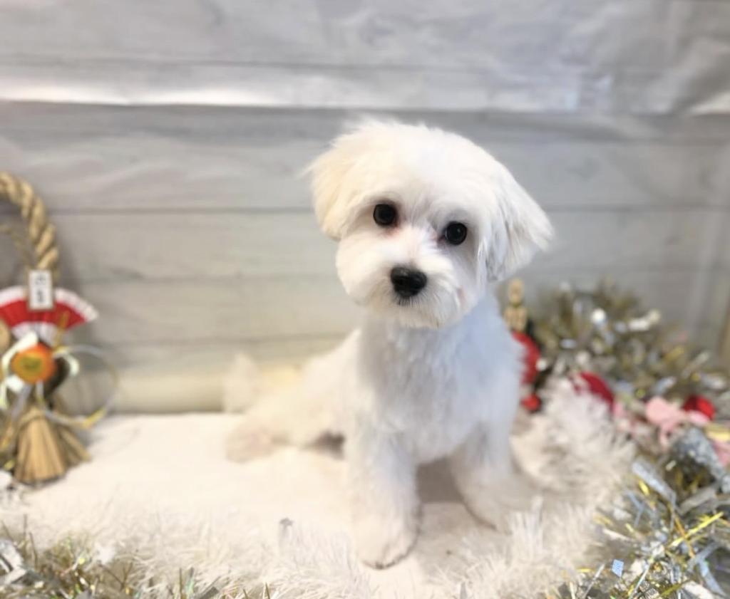 茨城県のマルチーズ (ペッツワン石岡玉里店/2025年8月9日生まれ/男の子/ホワイト)の子犬の4枚目の画像