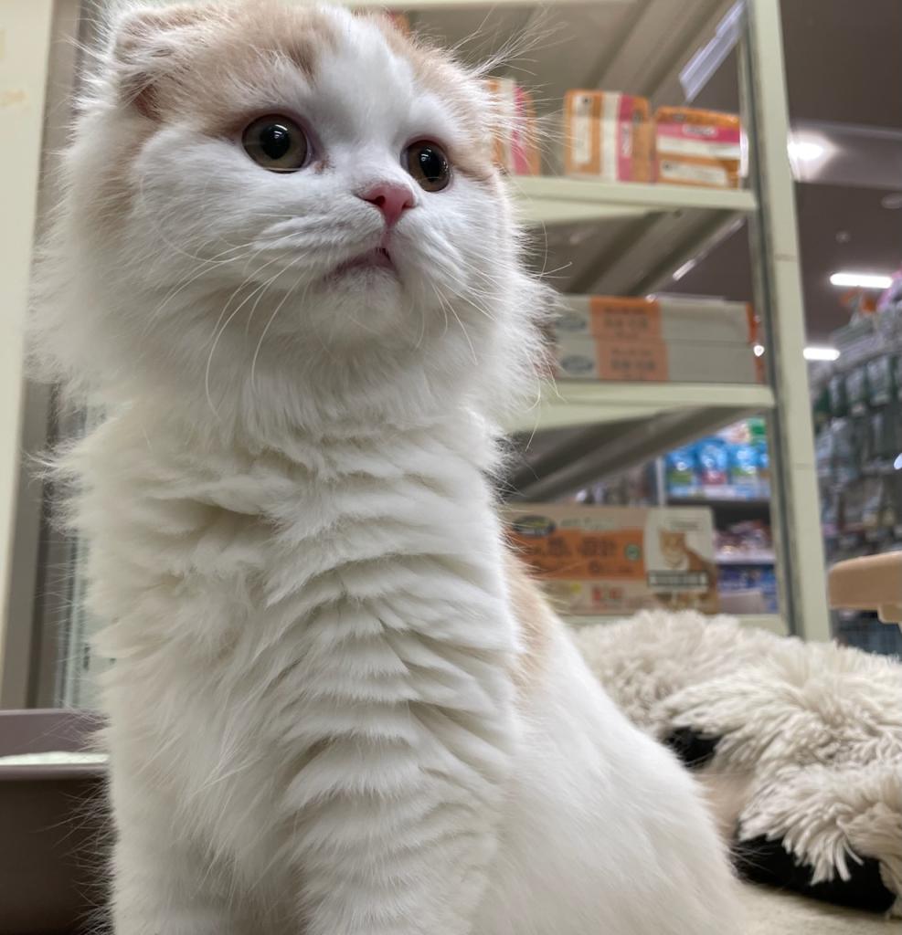栃木県のスコティッシュフォールド (ペッツワン足利大月店/2025年8月16日生まれ/男の子/クリームホワイト)の子猫の1枚目の画像