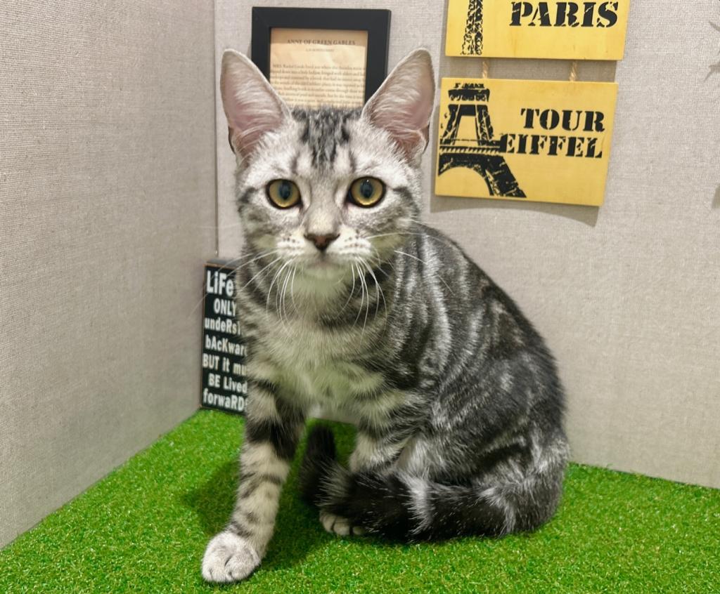 茨城県のアメリカンショートヘアー (ペッツワン水戸店/2025年8月16日生まれ/女の子/シルバータビー)の子猫の2枚目の画像