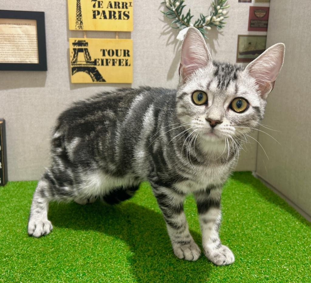 茨城県のアメリカンショートヘアー (ペッツワン水戸店/2025年8月16日生まれ/女の子/シルバータビー)の子猫の3枚目の画像