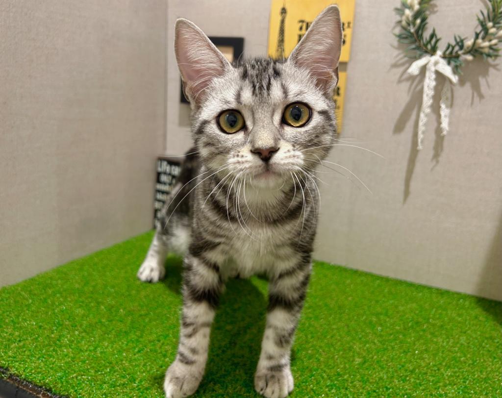 茨城県のアメリカンショートヘアー (ペッツワン水戸店/2025年8月16日生まれ/女の子/シルバータビー)の子猫の4枚目の画像