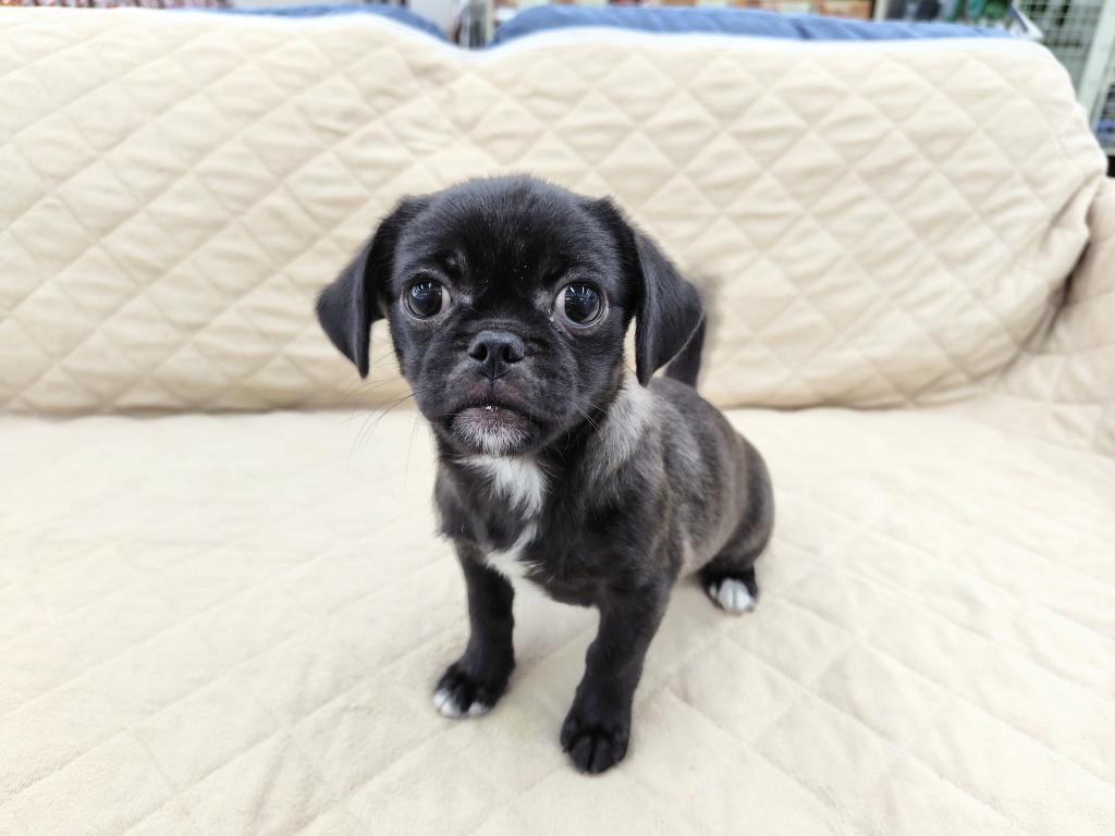 茨城県のハーフ犬・ミックス犬 (OneBuddyトモニー水戸店/2025年8月16日生まれ/女の子/ブラック)の子犬の2枚目の画像