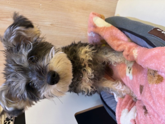 埼玉県のシュナプー(シュナウザー×プードル) (OneDo吹上店/2025年8月9日生まれ/男の子/ソルトペッパー)の子犬の2枚目の画像