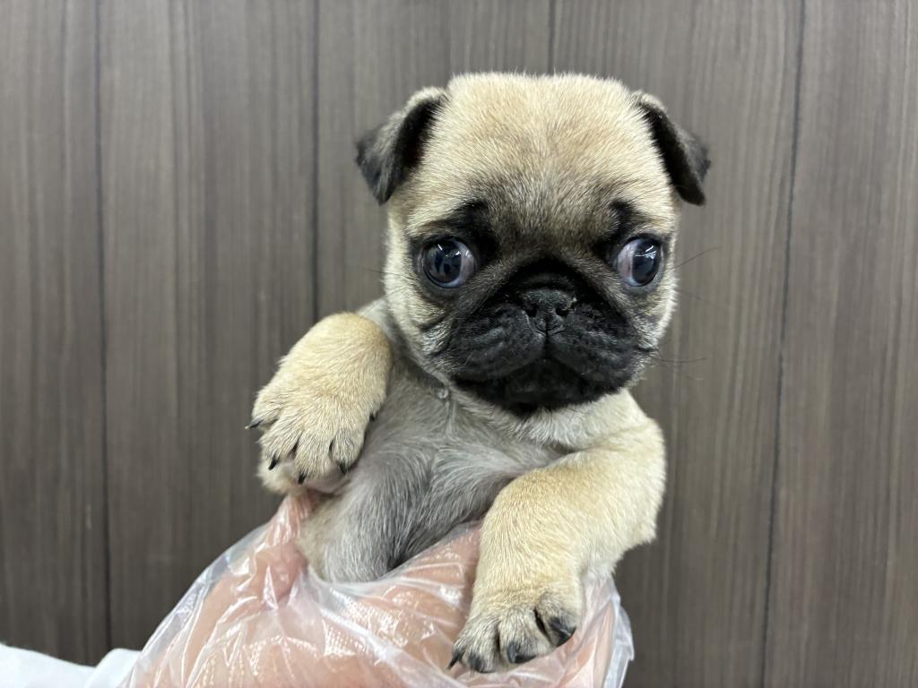 北海道のパグ (ジャパンペッツトレーディング音更店/2026年1月15日生まれ/男の子/フォーン)の子犬