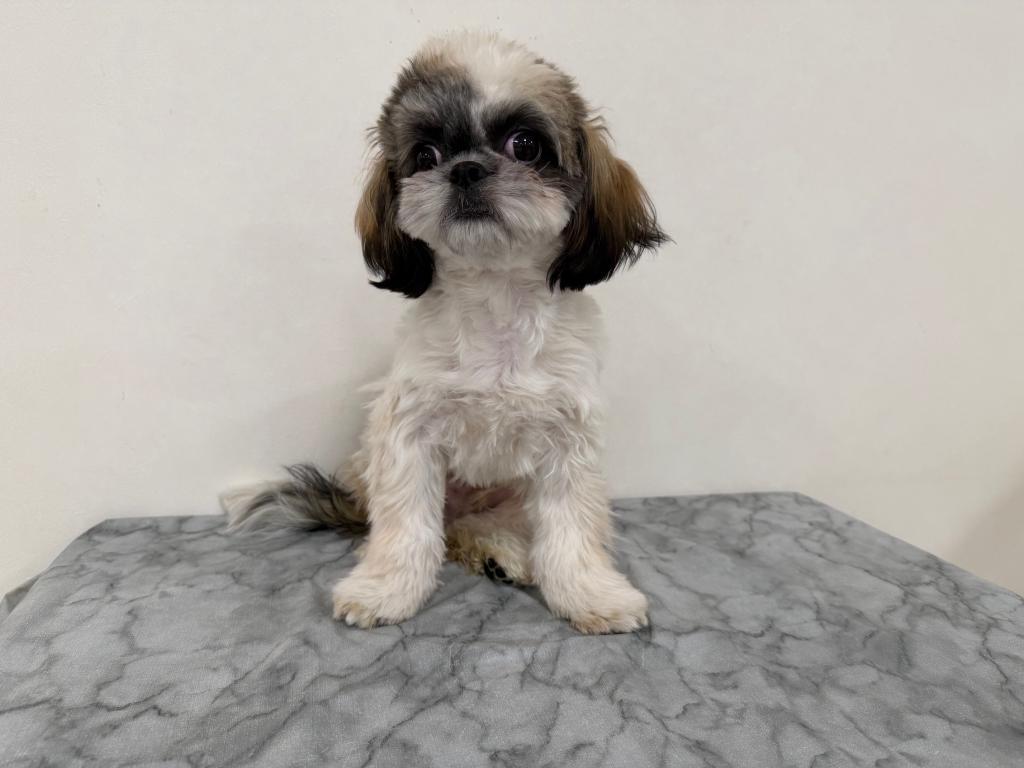 茨城県のチワズー/チワシーズ(チワワ×シーズー) (OneBuddy古河店/2025年8月15日生まれ/男の子/ゴールドホワイト)の子犬