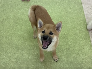 埼玉県の柴犬(標準サイズ) (OneBuddy南越谷店/2025年11月23日生まれ/女の子/赤)の子犬の2枚目の画像