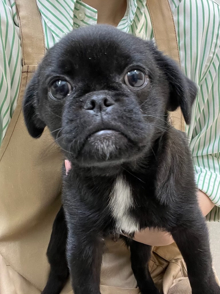 静岡県のハーフ犬・ミックス犬 (ペットアミ吉田店/2025年8月16日生まれ/男の子/ブラック)の子犬の2枚目の画像