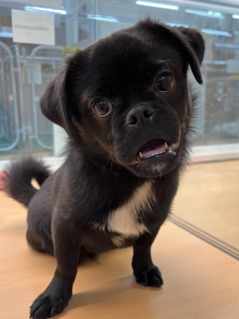 静岡県のハーフ犬・ミックス犬 (ペットアミ吉田店/2025年8月16日生まれ/男の子/ブラック)の子犬の1枚目の画像