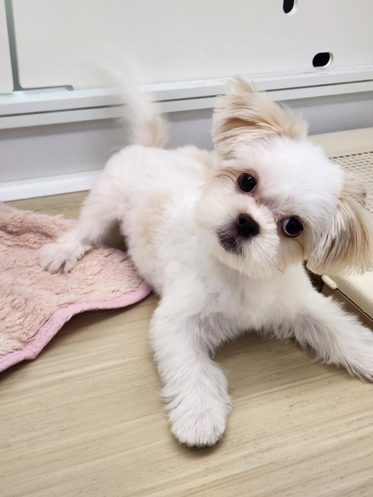 埼玉県のペキマル/マルペキ(ペキニーズ×マルチーズ) (OneDo吹上店/2025年8月23日生まれ/女の子/その他色)の子犬の2枚目の画像