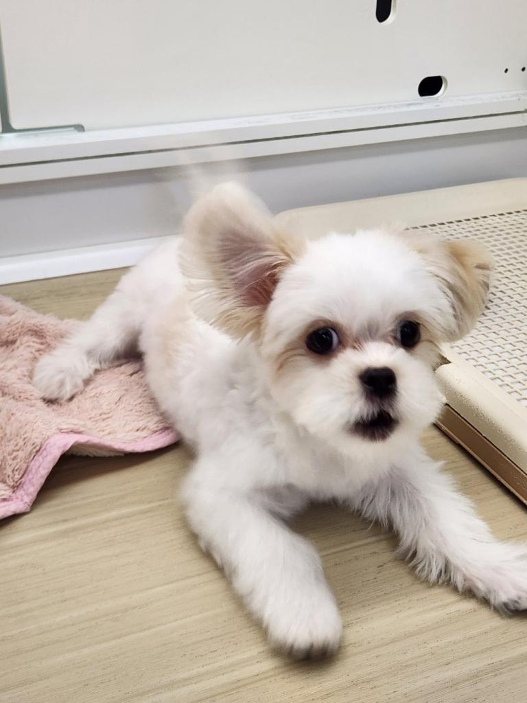 埼玉県のペキマル/マルペキ(ペキニーズ×マルチーズ) (OneDo吹上店/2025年8月23日生まれ/女の子/その他色)の子犬の1枚目の画像