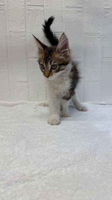 茨城県のメインクーン (OneBuddyトモニー水戸店/2025年8月20日生まれ/男の子/ブラウンタビーホワイト)の子猫