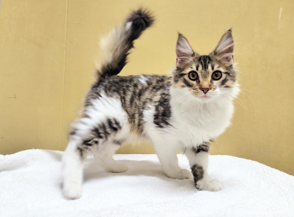 茨城県のメインクーン (OneBuddyトモニー水戸店/2025年8月20日生まれ/男の子/ブラウンタビーホワイト)の子猫の2枚目の画像