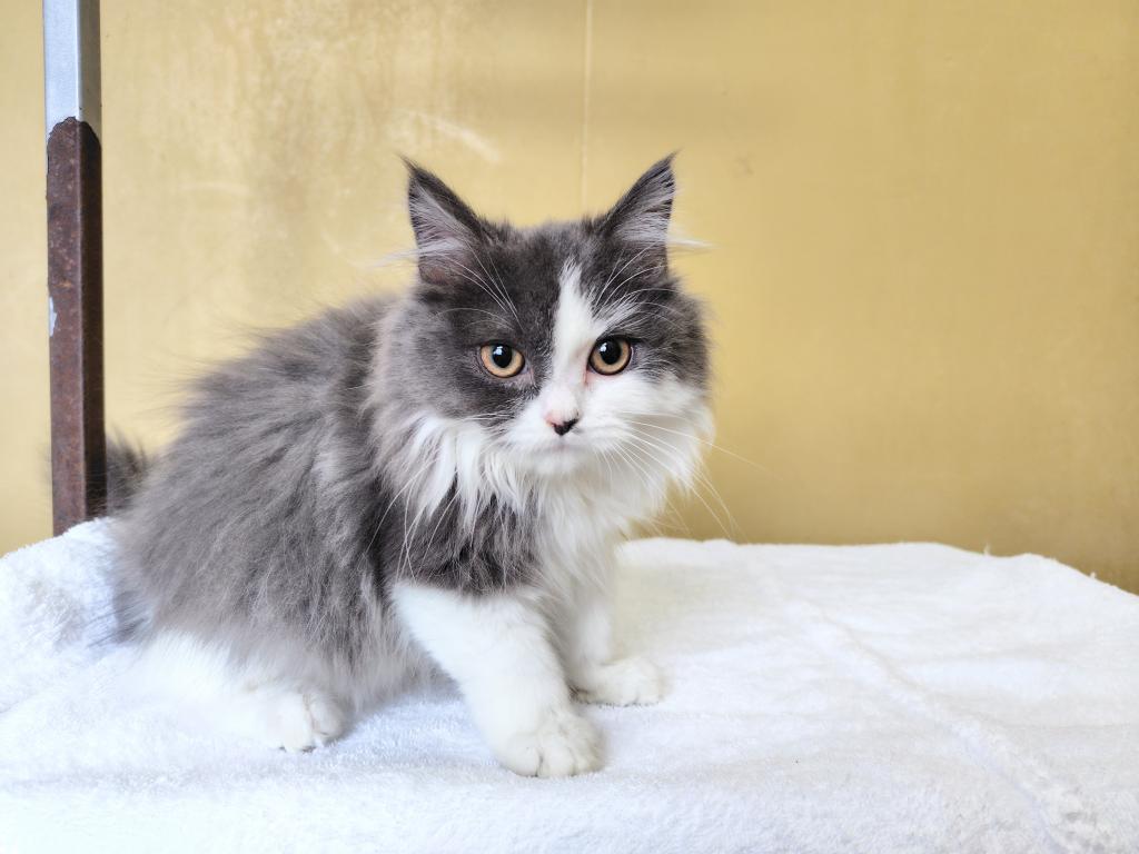 茨城県のスコティッシュストレート (OneBuddyトモニー水戸店/2025年8月30日生まれ/男の子/ブルーホワイト)の子猫の2枚目の画像