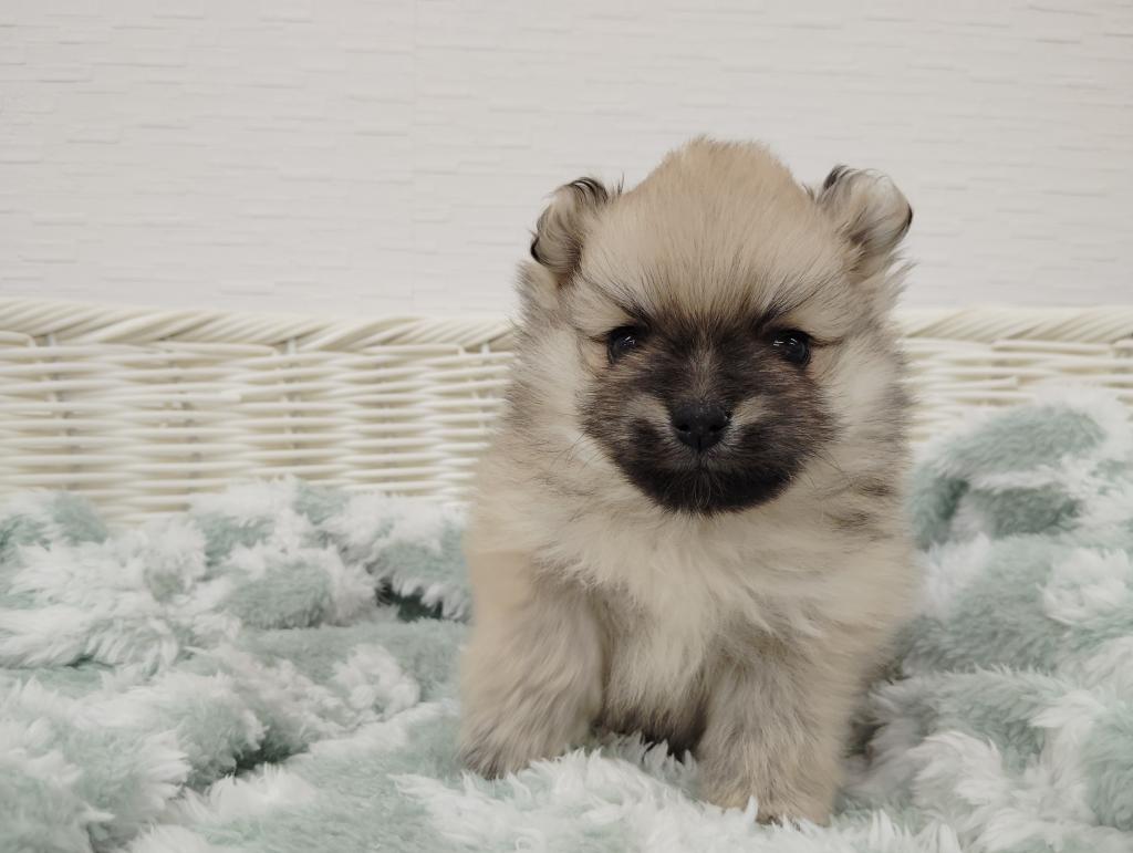 埼玉県のポメラニアン (OneBuddy宮代店/2025年8月30日生まれ/女の子/オレンジセーブル)の子犬の2枚目の画像