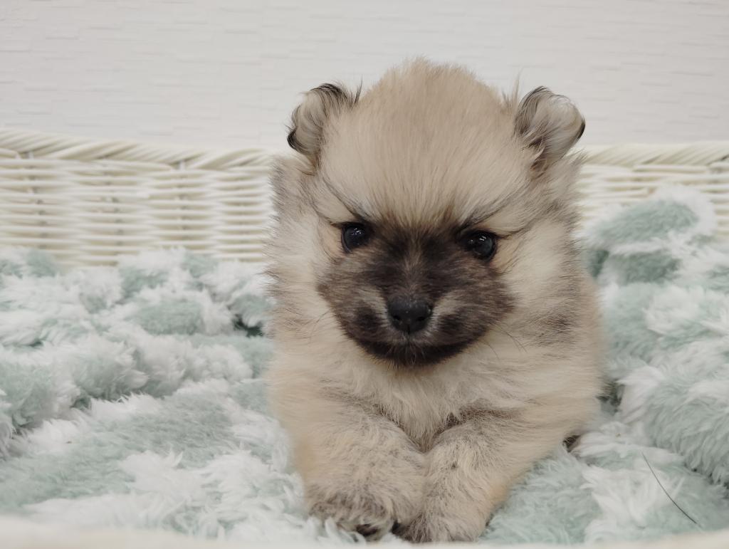 埼玉県のポメラニアン (OneBuddy宮代店/2025年8月30日生まれ/女の子/オレンジセーブル)の子犬の1枚目の画像