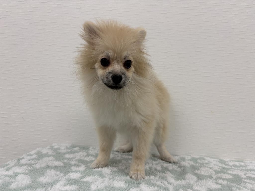 埼玉県のポメラニアン (OneBuddy宮代店/2025年8月30日生まれ/女の子/オレンジセーブル)の子犬の2枚目の画像