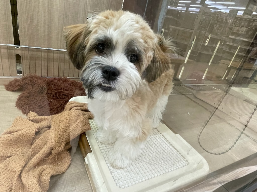 栃木県のマルズー/マルシーズ(マルチーズ×シーズー) (ペッツワン足利大月店/2025年9月1日生まれ/女の子/その他色)の子犬の1枚目の画像