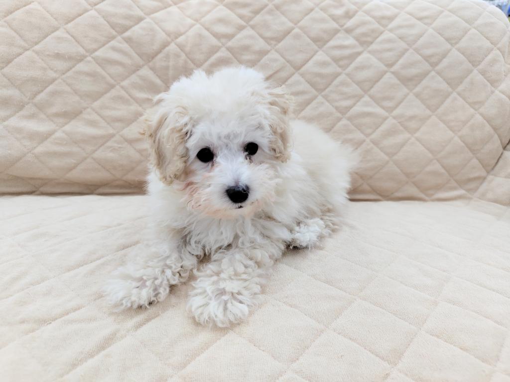茨城県のトイプードル(トイ) (OneBuddyトモニー水戸店/2025年12月6日生まれ/男の子/クリーム)の子犬の2枚目の画像