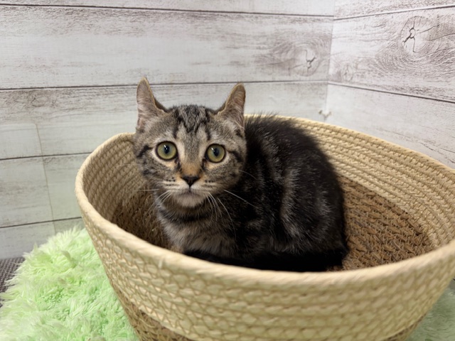 茨城県のキンカロー (OneBuddyトモニーつくば店/2025年9月16日生まれ/女の子/ブラウンタビーホワイト)の子猫の2枚目の画像