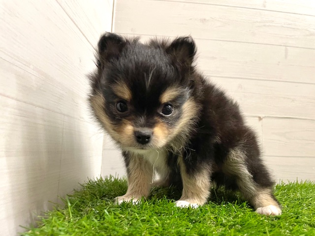 茨城県のポメチワ/チワポメ/ポメチー(ポメラニアン×チワワ) (ペッツワン日立店/2025年11月28日生まれ/女の子/ブラックタン)の子犬