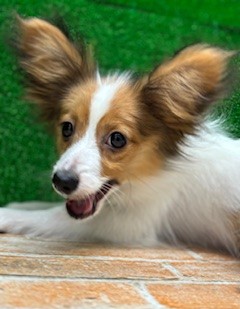 栃木県のパピヨン (ペットアミ鹿沼店/2025年10月14日生まれ/男の子/ホワイトブラウン)の子犬の3枚目の画像