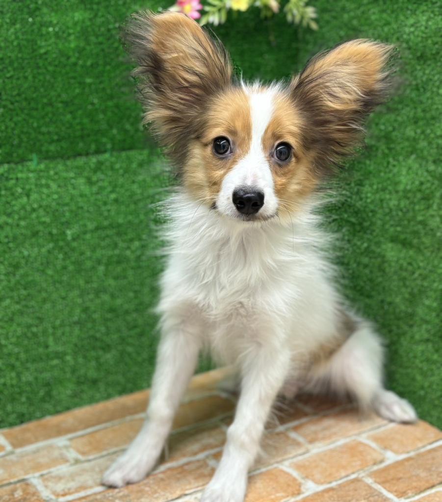 栃木県のパピヨン (ペットアミ鹿沼店/2025年10月14日生まれ/男の子/ホワイトブラウン)の子犬の2枚目の画像