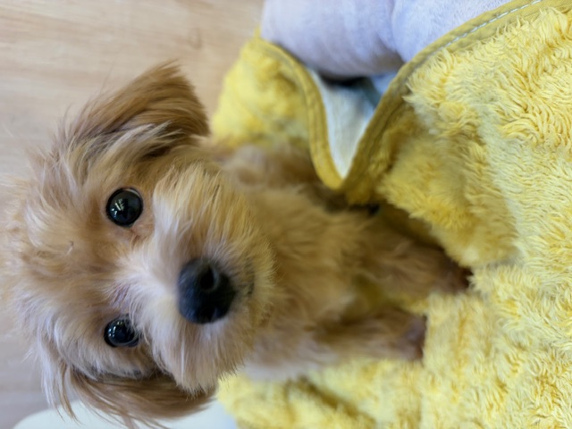 埼玉県のマルプー(マルチーズ×プードル) (OneDo吹上店/2025年10月17日生まれ/女の子/アプリコット)の子犬の1枚目の画像