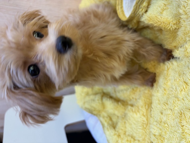 埼玉県のマルプー(マルチーズ×プードル) (OneDo吹上店/2025年10月17日生まれ/女の子/アプリコット)の子犬の2枚目の画像