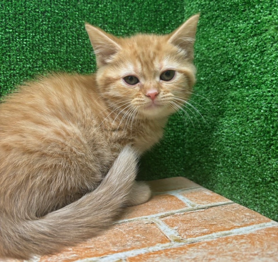 栃木県のミヌエット (ペットアミ鹿沼店/2026年1月13日生まれ/男の子/レッドタビー)の子猫の2枚目の画像