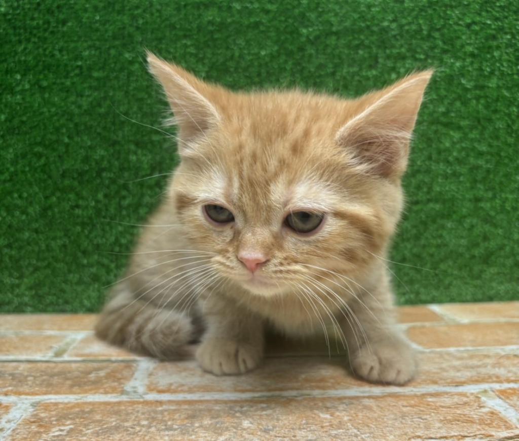 栃木県のミヌエット (ペットアミ鹿沼店/2026年1月13日生まれ/男の子/レッドタビー)の子猫の1枚目の画像