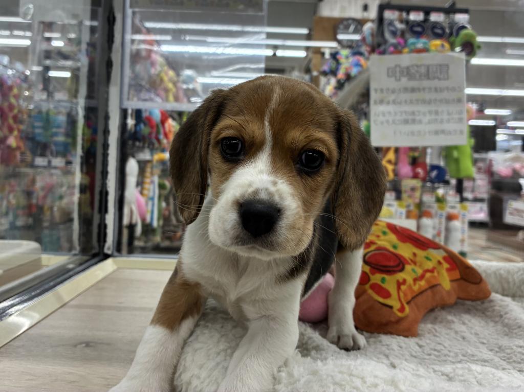 北海道のビーグル (ジャパンペッツトレーディング新発寒店/2025年10月24日生まれ/女の子/ブラックホワイトタン)の子犬