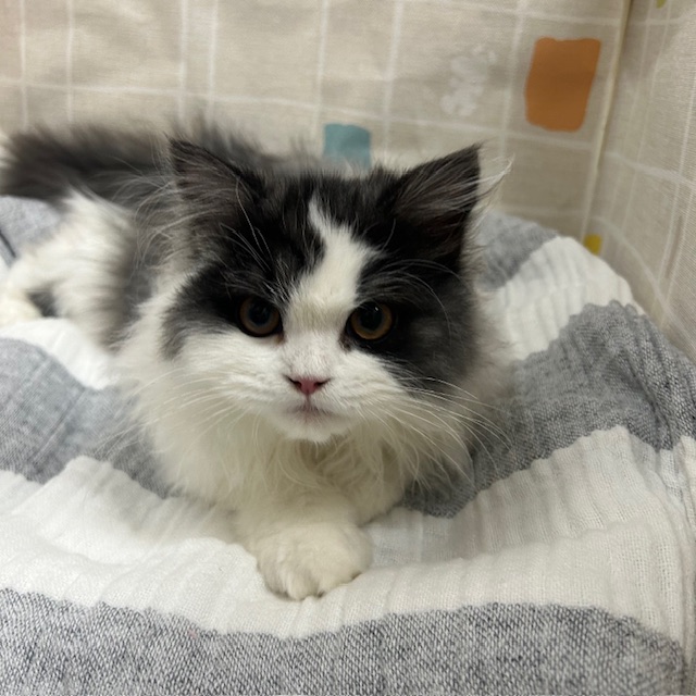 茨城県のスコティッシュフォールド (ペットアミ桜川店/2025年9月22日生まれ/男の子/ブルータビーホワイト)の子猫の1枚目の画像