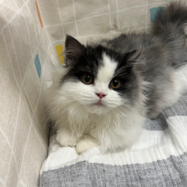 茨城県のスコティッシュフォールド (ペットアミ桜川店/2025年9月22日生まれ/男の子/ブルータビーホワイト)の子猫の2枚目の画像