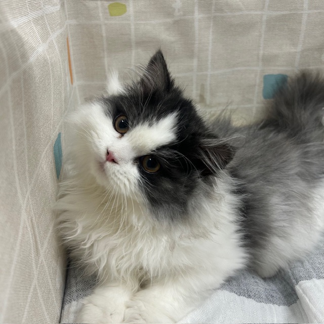茨城県のスコティッシュフォールド (ペットアミ桜川店/2025年9月22日生まれ/男の子/ブルータビーホワイト)の子猫の3枚目の画像