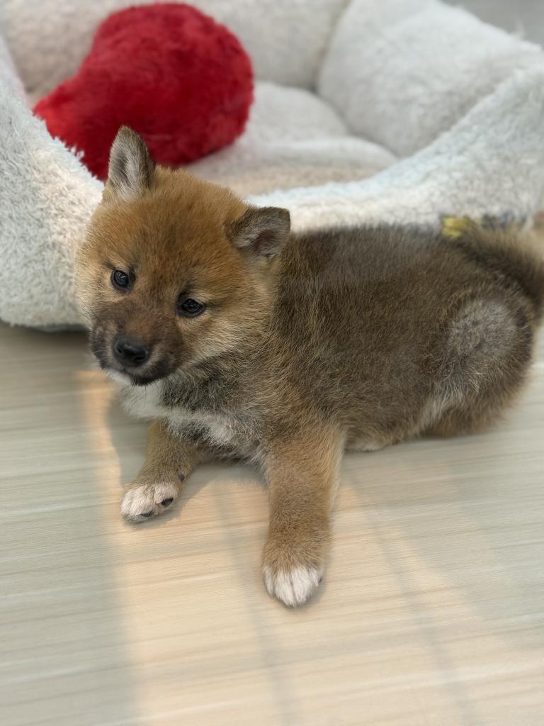 北海道の柴犬(標準サイズ) (ジャパンペッツトレーディング釧路店/2025年9月27日生まれ/男の子/赤)の子犬