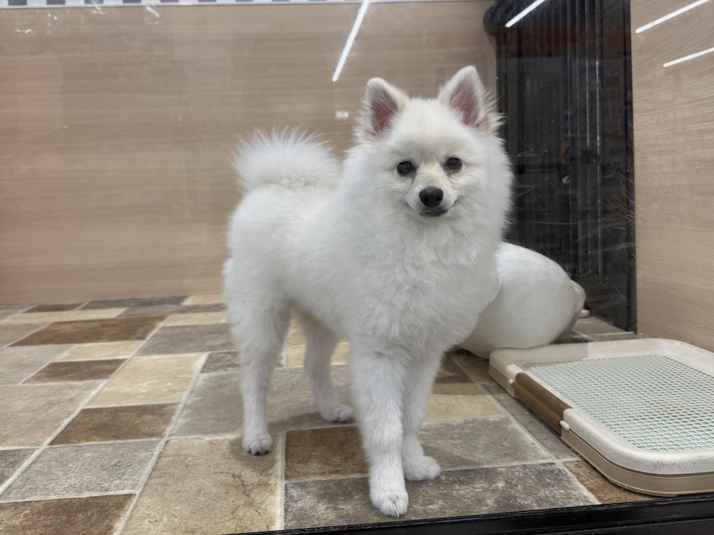 茨城県のポメラニアン (OneBuddy常陸大宮店/2025年9月26日生まれ/男の子/クリーム)の子犬の2枚目の画像