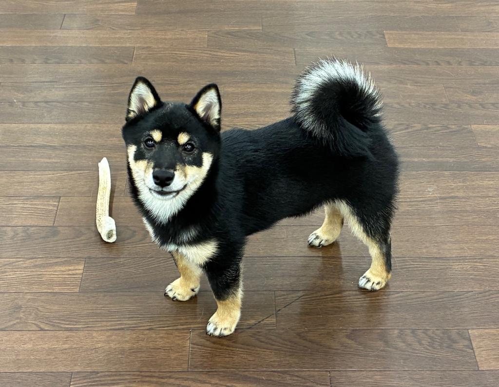 千葉県の豆柴 (ペッツワン市原店/2025年9月16日生まれ/男の子/黒)の子犬の2枚目の画像