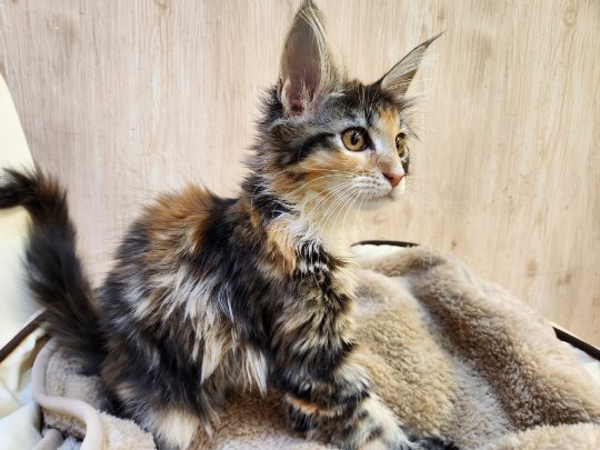 埼玉県のメインクーン (OneDo吹上店/2025年9月26日生まれ/女の子/ブラウンタビーホワイト)の子猫の2枚目の画像